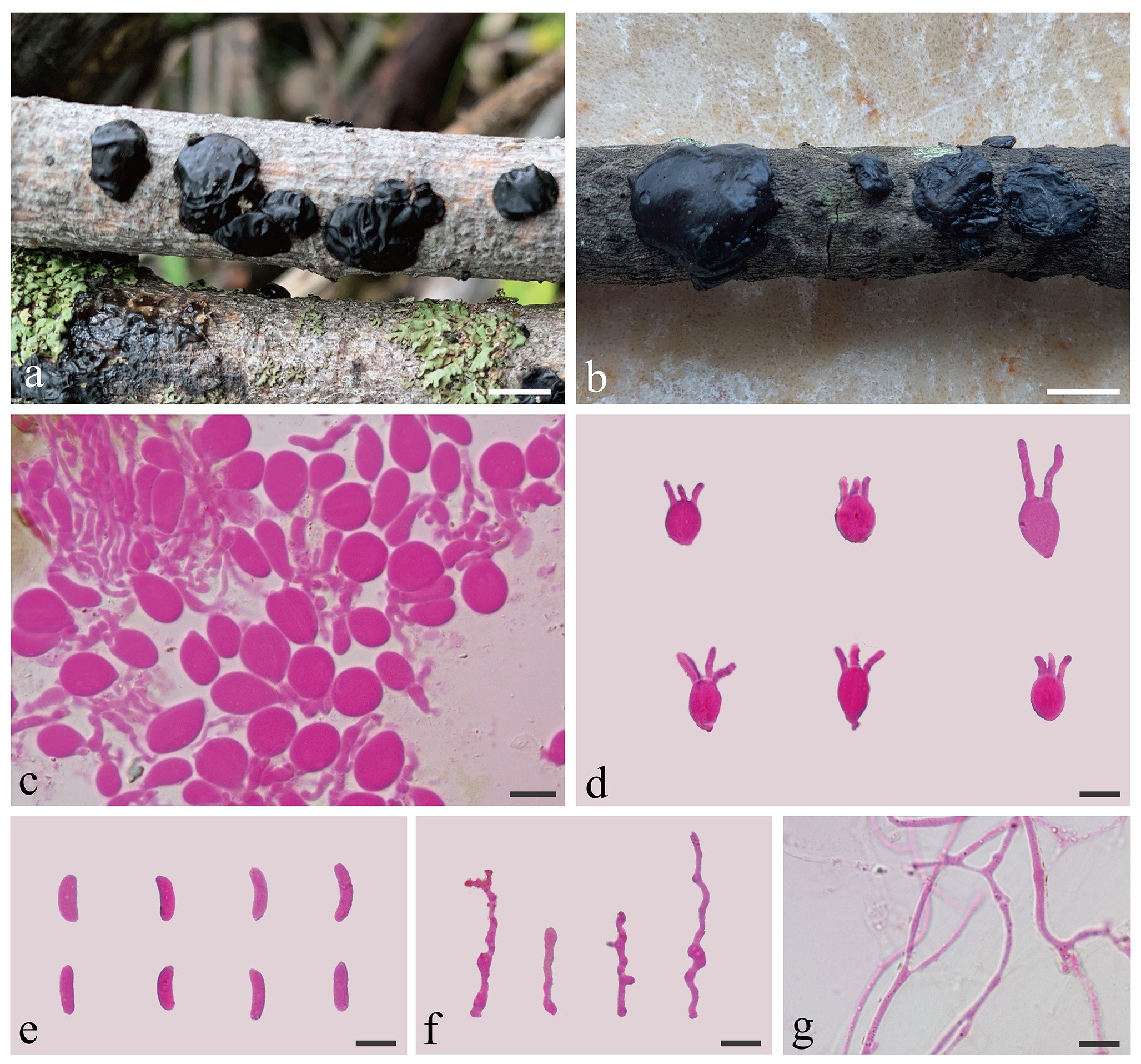 Figure 18